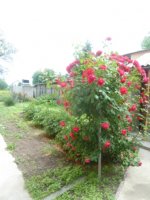 ул. Александрийская/комнаты